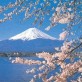 The Shinto Shrine
