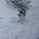 Jan '11 Snow