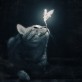 Familiars & Magickal Creatures