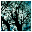 the sacred grove