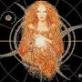 THE GODDESS BRIGID