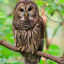 OWLTHENA RHAEVYN