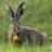 Rattlegrasshare